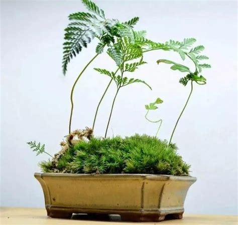 蕨類植物風水|家居風水：種蕨樹有什麼好處？【家裡養蕨 風水】 – 八字算命